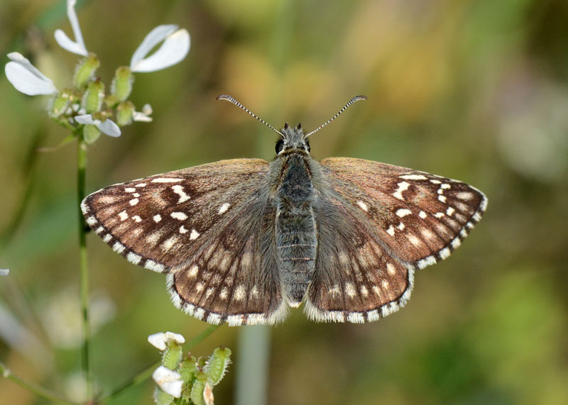 Pyrgus sidae ?